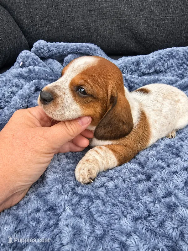 Hunter – Miniature Dachshund puppy for sale in Ogden, UT