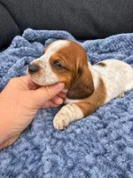 Hunter, a male Miniature Dachshund for sale in Ogden, UT – 1 of 5