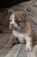 Zoe, a female French Bulldog for sale in Auburn, MA – 2 of 7