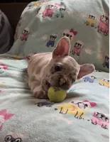 Spartacus, a male French Bulldog for sale in Auburn, MA – 5 of 7