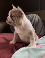 Zoe, a female French Bulldog for sale in Auburn, MA – 5 of 7