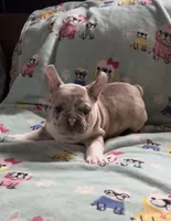 Spartacus, a male French Bulldog for sale in Auburn, MA – 6 of 7