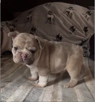 Spartacus, a male French Bulldog for sale in Auburn, MA – 2 of 7