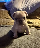 Grace, a female French Bulldog for sale in Auburn, MA – 2 of 8