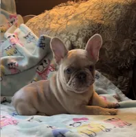 Grace, a female French Bulldog for sale in Auburn, MA – 3 of 8