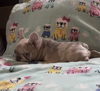 Grace, a female French Bulldog for sale in Auburn, MA – 5 of 8