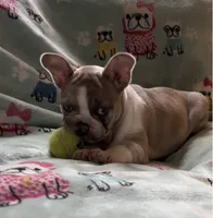 Zoe, a female French Bulldog for sale in Auburn, MA – 3 of 7