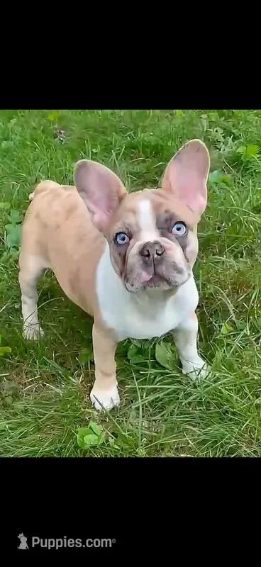 Zoe – French Bulldog puppy for sale in Auburn, MA