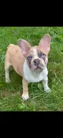 Zoe, a female French Bulldog for sale in Auburn, MA – 1 of 7