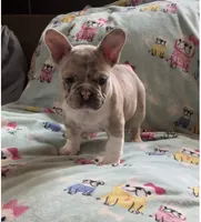 Spartacus, a male French Bulldog for sale in Auburn, MA – 4 of 7