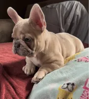 Grace, a female French Bulldog for sale in Auburn, MA – 7 of 8