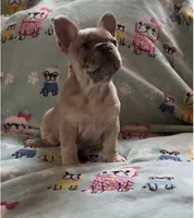 Grace, a female French Bulldog for sale in Auburn, MA – 6 of 8