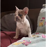 Zoe, a female French Bulldog for sale in Auburn, MA – 4 of 7