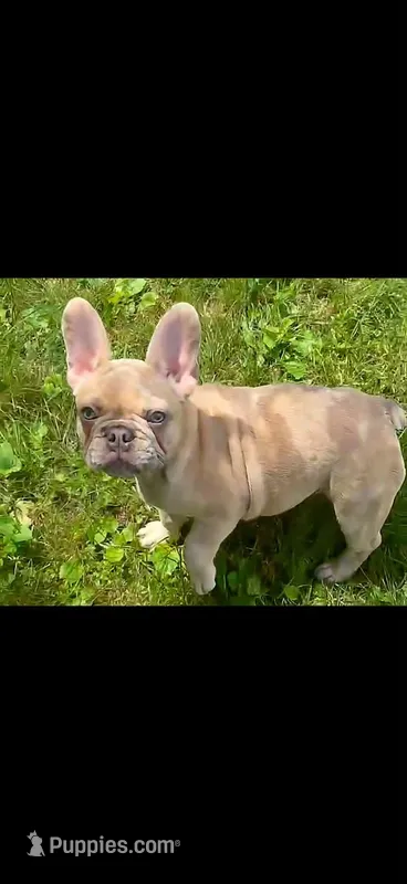 Grace – French Bulldog puppy for sale in Auburn, MA