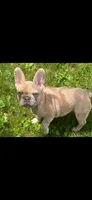 Grace, a female French Bulldog for sale in Auburn, MA – 1 of 8