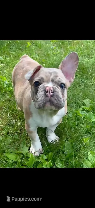Spartacus – French Bulldog puppy for sale in Auburn, MA