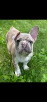 Spartacus, a male French Bulldog for sale in Auburn, MA – 1 of 7