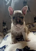 Spartacus, a male French Bulldog for sale in Auburn, MA – 3 of 7