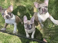 Grace, a female French Bulldog for sale in Auburn, MA – 8 of 8