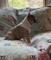 Zoe, a female French Bulldog for sale in Auburn, MA – 6 of 7