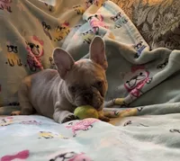 Grace, a female French Bulldog for sale in Auburn, MA – 4 of 8