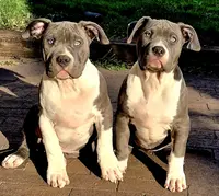 River, a male American Bully for sale in Chicago, IL – Photo 2 of 8