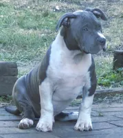 River, a male American Bully for sale in Chicago, IL – Photo 6 of 8