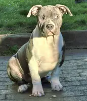 River, a male American Bully for sale in Chicago, IL – Photo 3 of 8