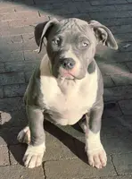 processed/2dc80d9a-4d11-4a0d-8444-b6b08178f465/listing/91b84115-3439-45d1-a30f-519c920855ba/14ae0929-a66a-4b3d-a3d9-1f10890b17c5