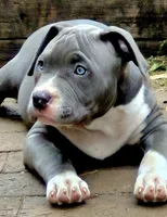 processed/2dc80d9a-4d11-4a0d-8444-b6b08178f465/listing/91b84115-3439-45d1-a30f-519c920855ba/4a1c9261-59f2-44dc-a7bd-ea63804a3837