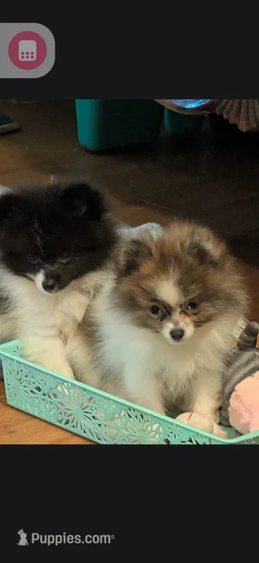 Princess sassy pants – Pomeranian puppy for sale in Tennessee, TN