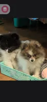 Princess sassy pants, a female Pomeranian for sale in Tennessee, TN – 1 of 9