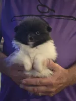 Parti Girl, a female Pomeranian for sale in Tennessee, TN – 5 of 7