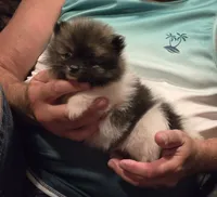 Necko, a male Pomeranian for sale in Tennessee, TN – 3 of 10