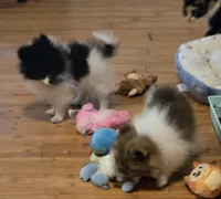 Smudge, a female Pomeranian for sale in Tennessee, TN – 3 of 6