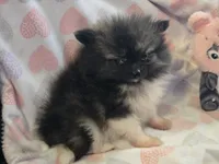 AKC Mercedes , a female Pomeranian for sale in Tennessee, TN – 3 of 5