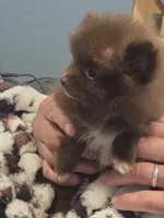 Coco Chanel Tiny, a female Pomeranian for sale in Tennessee, TN – 5 of 7
