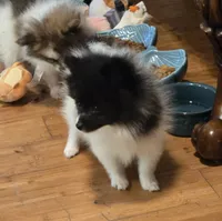 Smudge, a female Pomeranian for sale in Tennessee, TN – 4 of 6