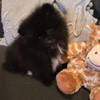 Bo, a male Pomeranian for sale in Tennessee, TN – Photo 1 of 10