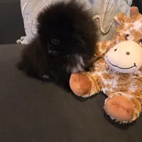 Bo, a male Pomeranian for sale in Tennessee, TN – Photo 7 of 10