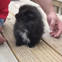 Bo, a male Pomeranian for sale in Tennessee, TN – Photo 10 of 10