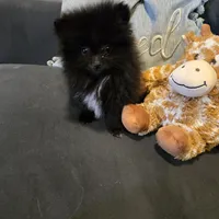 Bo, a male Pomeranian for sale in Tennessee, TN – Photo 4 of 10