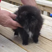 Bo, a male Pomeranian for sale in Tennessee, TN – Photo 9 of 10