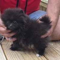 Bo, a male Pomeranian for sale in Tennessee, TN – Photo 8 of 10