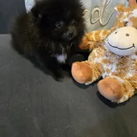 Bo, a male Pomeranian for sale in Tennessee, TN – Photo 2 of 10