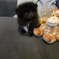 Bo, a male Pomeranian for sale in Tennessee, TN – Photo 5 of 10