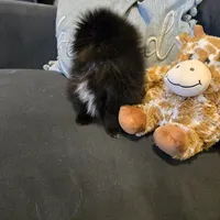 Bo, a male Pomeranian for sale in Tennessee, TN – Photo 3 of 10