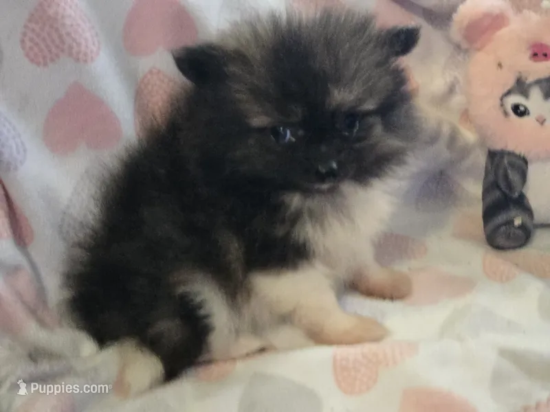 AKC Mercedes  – Pomeranian puppy for sale in Tennessee, TN