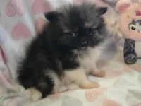 AKC Mercedes , a female Pomeranian for sale in Tennessee, TN – 1 of 5