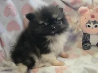 AKC Mercedes , a female Pomeranian for sale in Tennessee, TN – 4 of 5